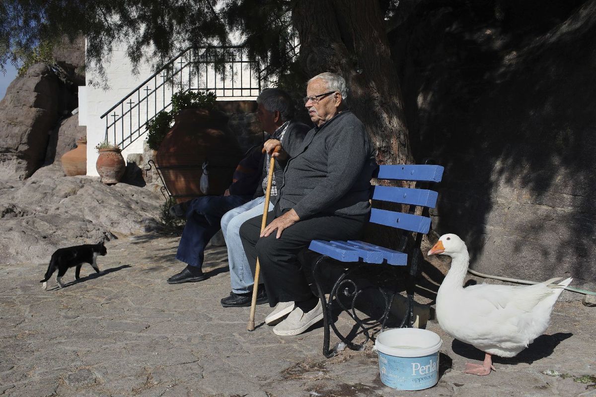 dôchodca, lavička, oddych, Grécko, dedko, kačka, mačka