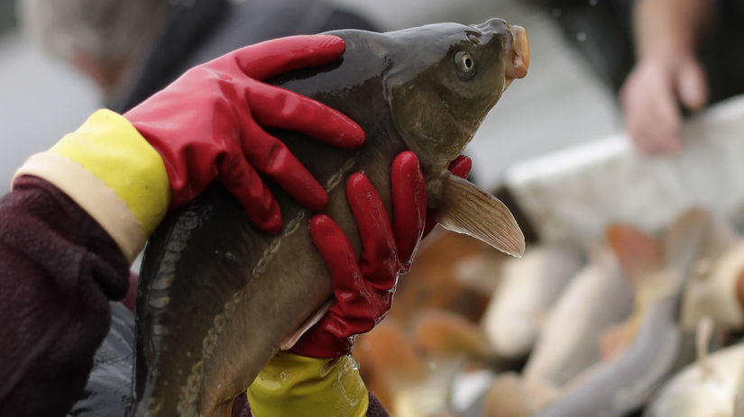 ryba, rybár, rybačka, kapor