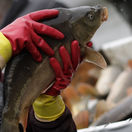 ryba, rybár, rybačka, kapor