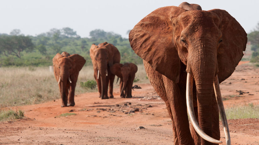 slony, Afrika