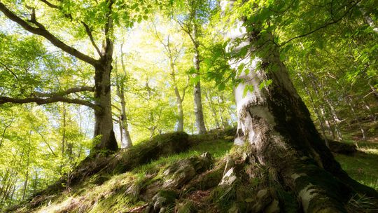 V Rumunsku našli v rokline telo horára, ktorý bojoval proti ilegálnej ťažbe dreva