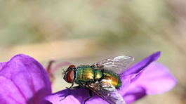 Mušie larvy by mohli pomôcť s rezistenciou baktérií