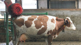 Slovenskí mliečni experti sú v ofsajde