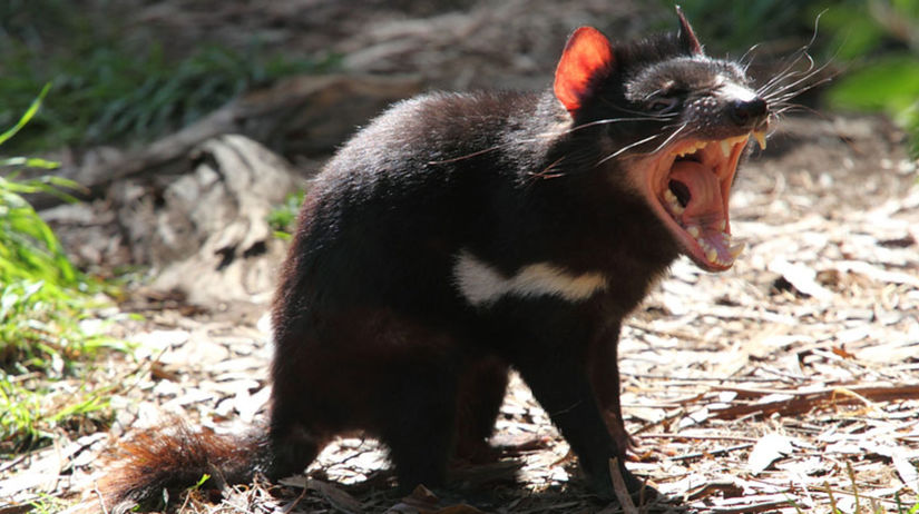 tasmánsky diabol, vačkovec