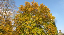 Strom roka rastie v Budatínskom parku