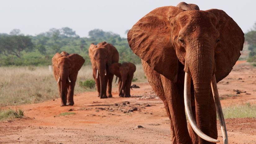 slony, Afrika, India, kly