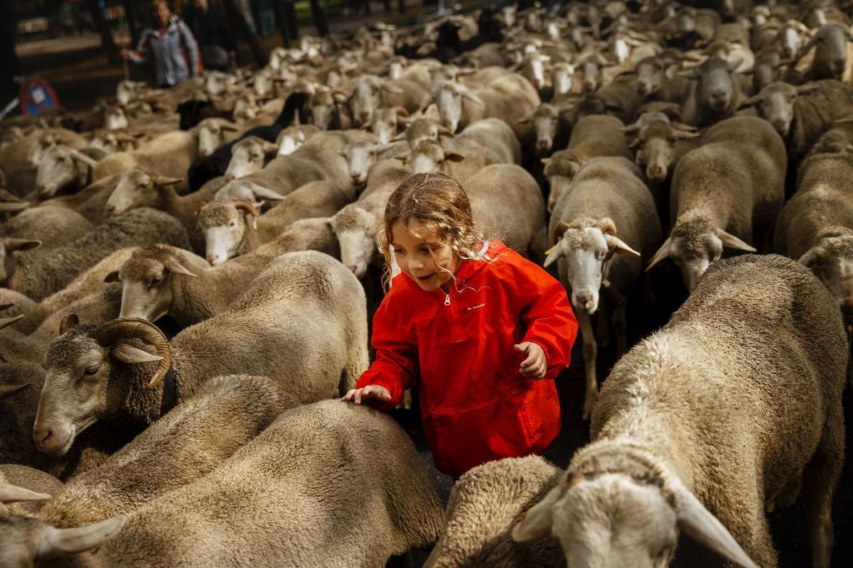 ovce, stádo, dieťa, chlapec, pastier, zvieratá, dobytok