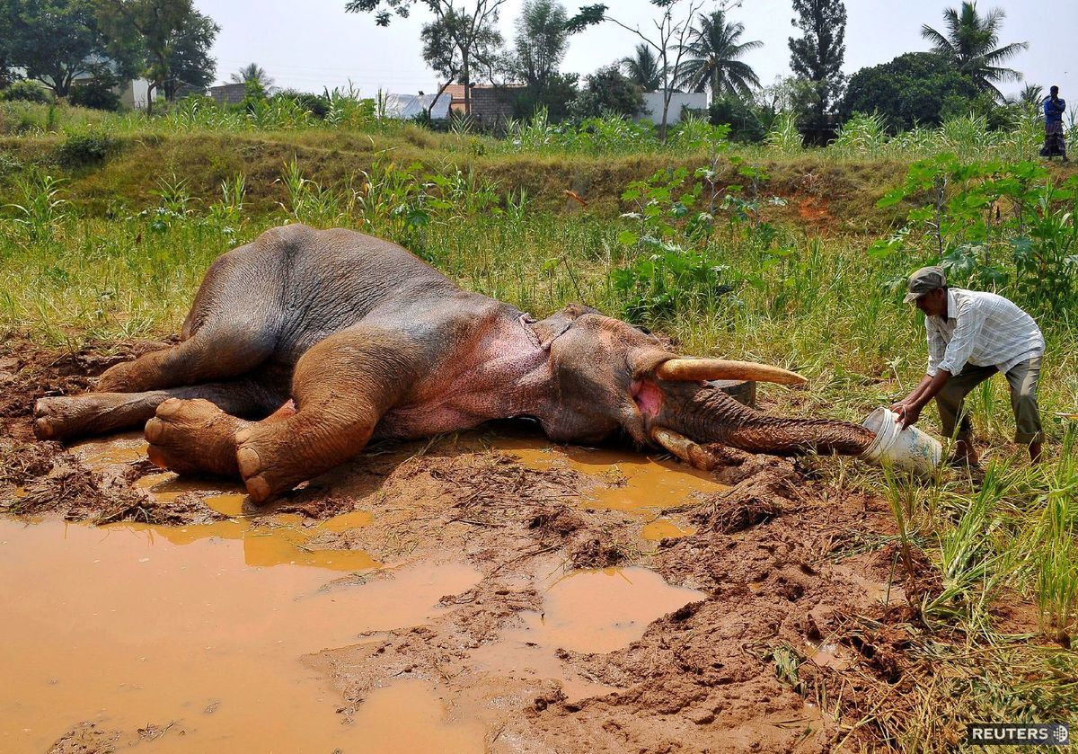 slon, India, zranený