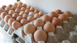 Holandský súd uvalil väzbu na dvoch mužov pre aféru s vajcami