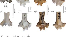 Na Sibíri našli časť fosílie papagája