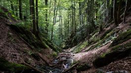 Človek hryzie poslednú divočinu