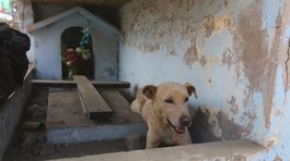 Verné psy ležia už 1000 rokov po boku pánov. Vyzradia vedcom tajomstvá Peru?