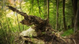 Vláda po kritike chystá nové opatrenia na ochranu bukových pralesov