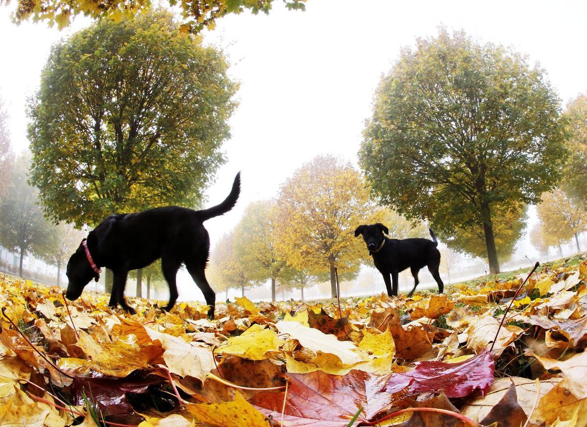 psy, psi, jeseň, listy, príroda, prechádzka,