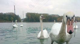 Veľký Draždiak zafarbili na zeleno sinice