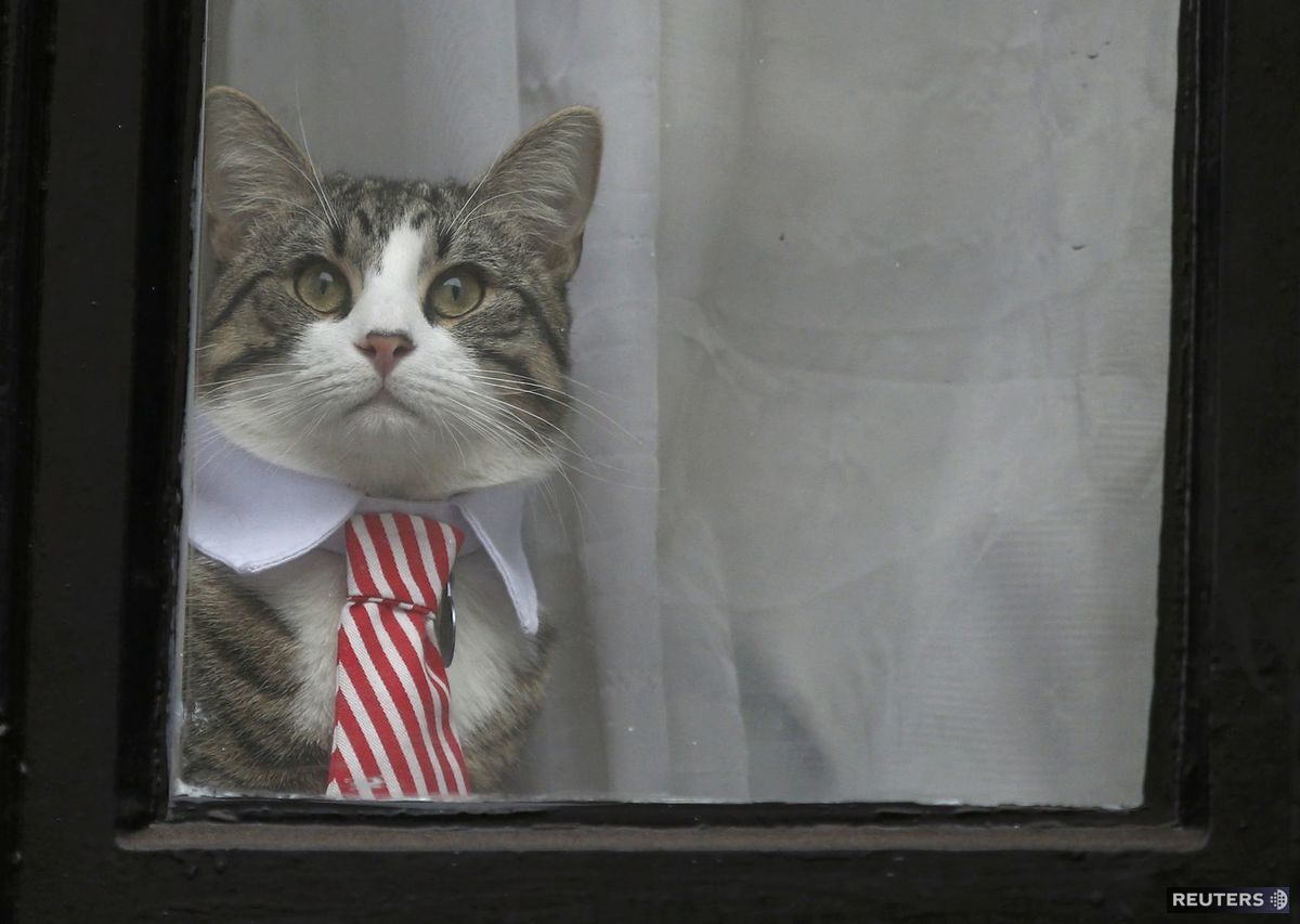 Mačka, ambasáda, Julian Assange,