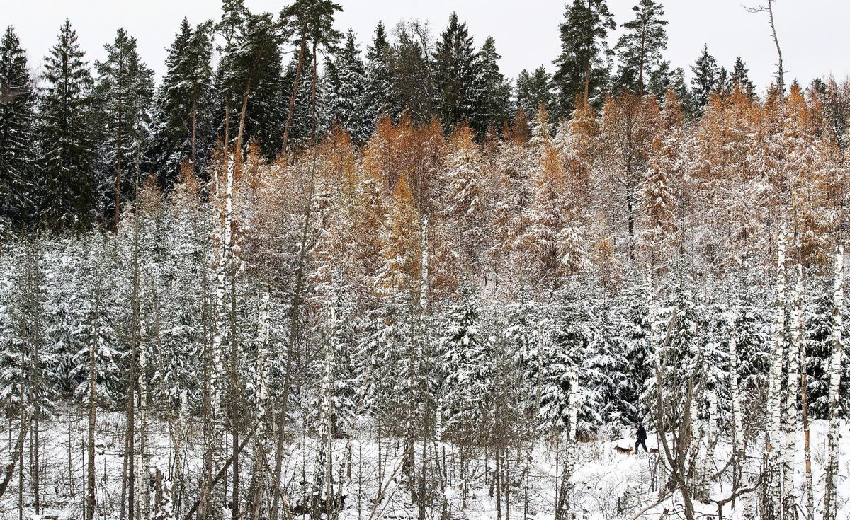 Litva, les, stromy, zima, hora, sneh, ihličnany, mráz,