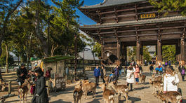 srnky, svätyňa, Nara, Japonsko,