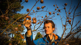 Čo stojí dobrý sused? Pohár mišpuľového džemu