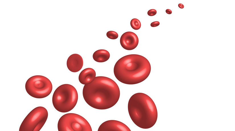 krvinky, krv