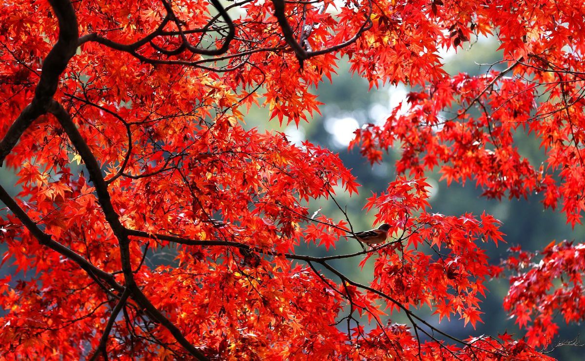 jeseň, stromy, listy, vták, vrabec, javor