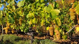 Časy sa menia. Aj pohľad na víno