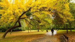 Ako svet prichádza o farby