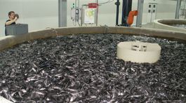 Handlovskí baníci nerúbu len uhlie. Chovajú zlaté rybky 