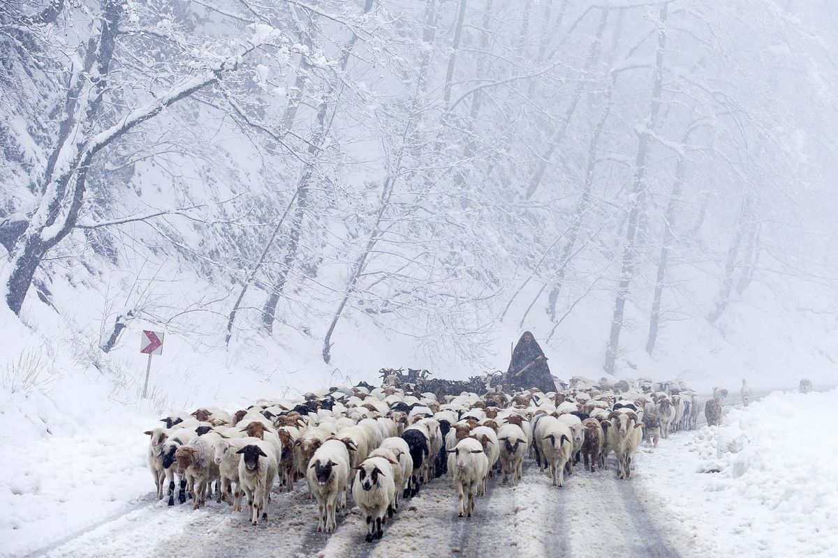 Irán, ovce, zima, sneh
