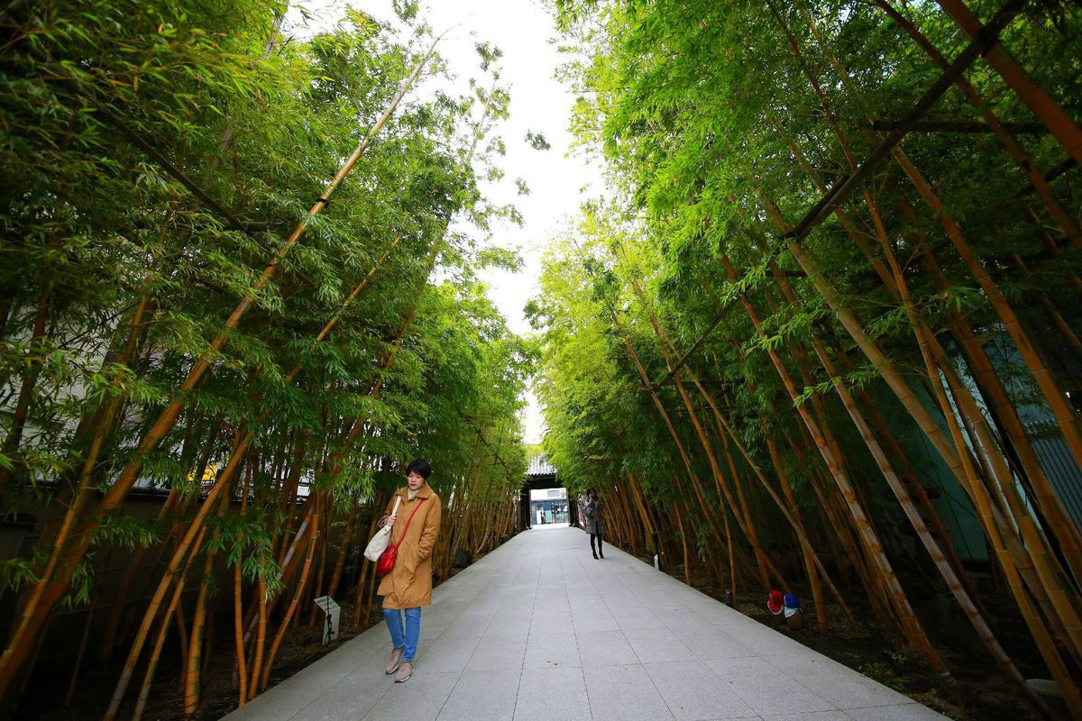 Japonsko, aleja, bambus
