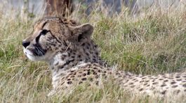 Gepardom hrozí vyhynutie, zostalo ich len 7 100