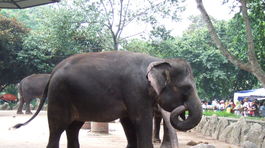 Na Sumatre bojujú slony proti slonom