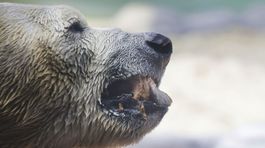 K ľadovému dómu na Hrebienku pribudla 5-metrová ľadová medvedica