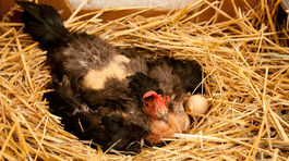 Vtáčia chrípka sa objavila aj v okrese Prešov