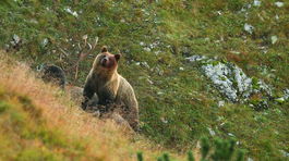 Počet vlkov a medveďov narastá, agrorezort považuje reguláciu za nevyhnutnú