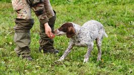 V albánskych lesoch zúri neľútostný boj o čierne huby. Ide v ňom až o život