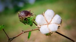 Indickí farmári si nežijú ako v bavlnke