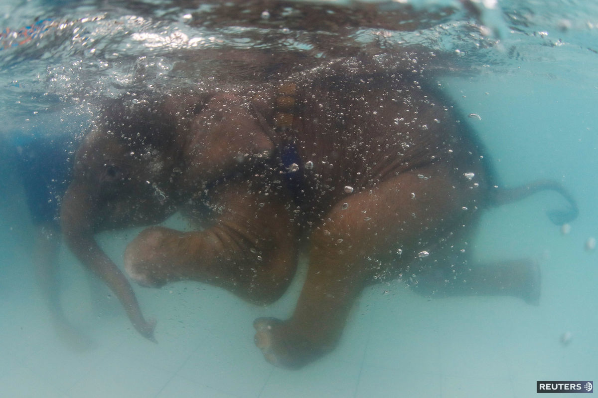 Slon, plávanie, Thajsko