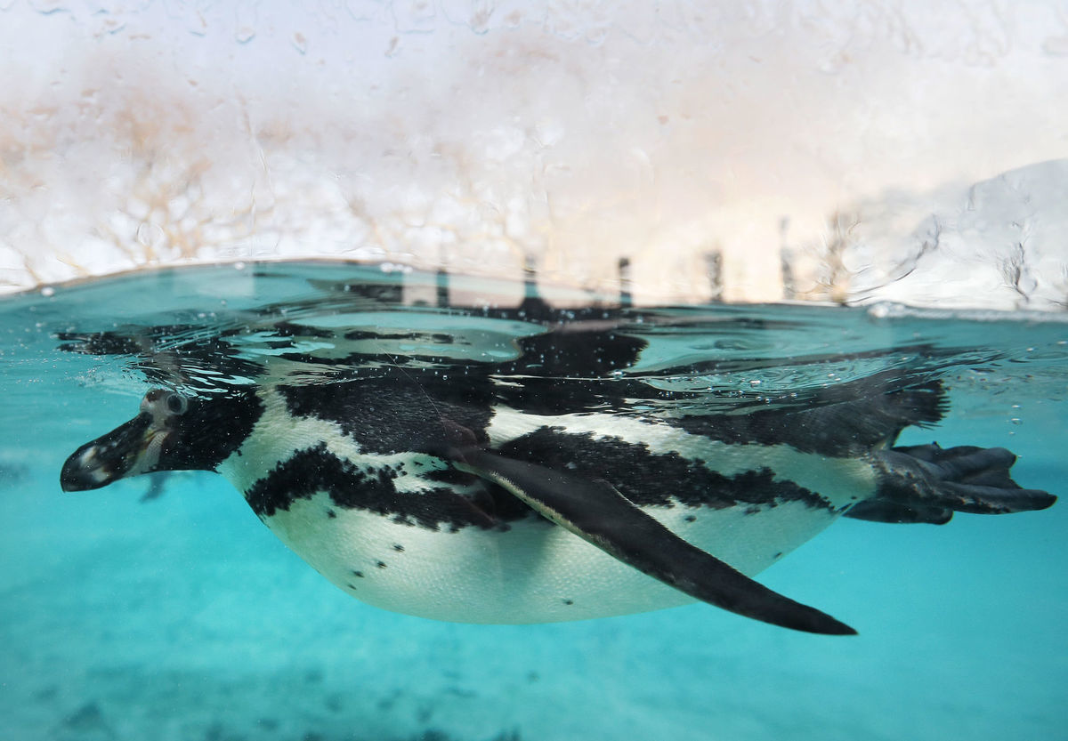 ZOO, tučniak, plávanie