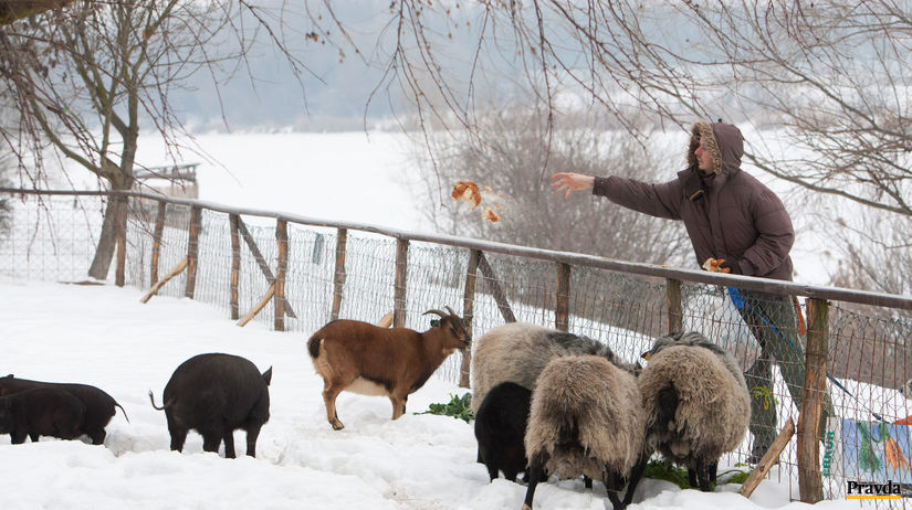 farma, zvieratá, počasie, sneh, zima, farmár