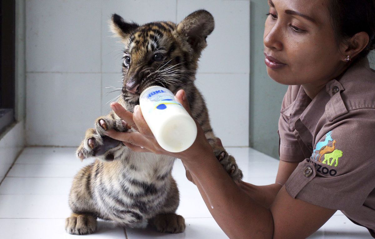 tigrík, tiger, Indonézia, fľaša, kŕmenie, mlieko, ošetrovateľka, zoo