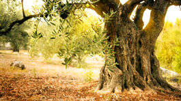 Tisícročné olivovníky v Španielsku sú ohrozené