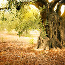 strom, olivovník