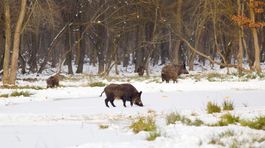 Dáni sa od Nemcov ohradia plotom. Boja sa prasačieho moru