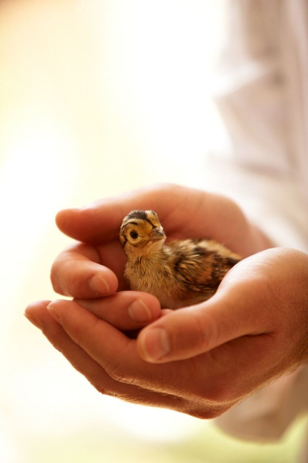 zdroj: Univerzita veterinárskeho lekárstva a...