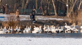 Mráz vysilil labute, vtáčia chrípka využila príležitosť