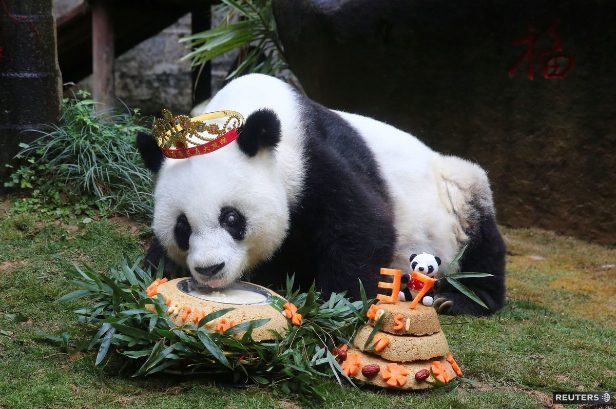 panda, Čína, oslava