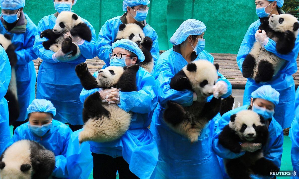 pandy, Čína, ošetrovatelia