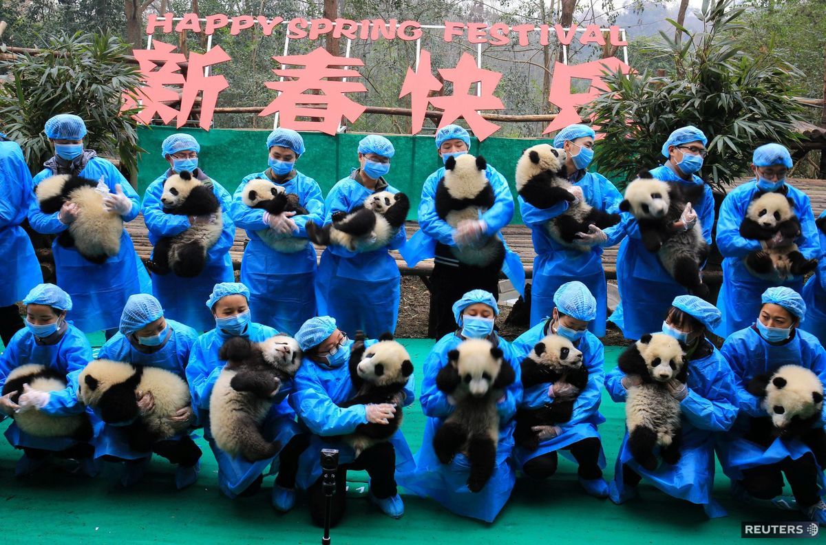 pandy, mláďatá, Čína