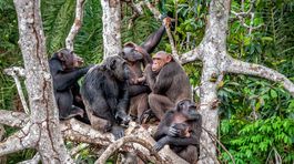 'Mauglího dievča' žilo v Indii niekoľko rokov s opicami